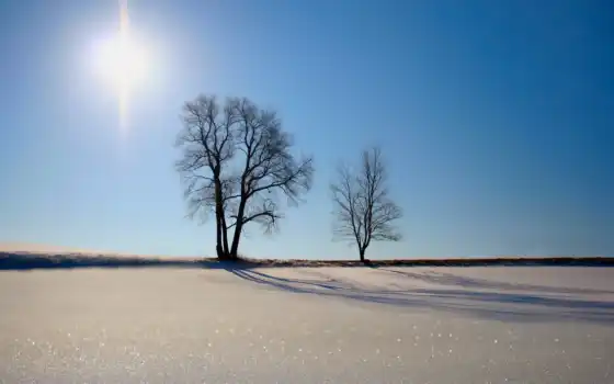 ,снег, деревья, поле, белый,