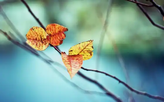 осень, листья, desktop, miscellaneous, free, растение, природа, 