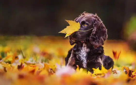 ,пес, осень