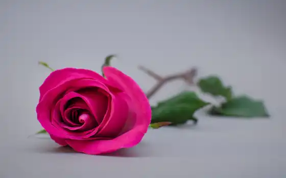 роза, розовый, серый, фон, день, влюбить