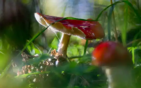 mushroom, fore