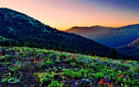 гора, цветы, природа