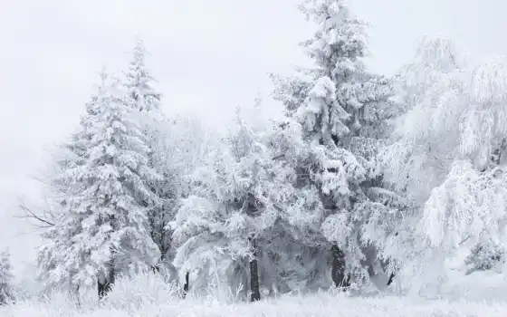 белое, горное, зимнее, лесное, дерево,