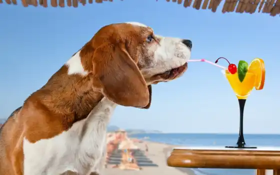 собаки, beagle, коктейль, glass, собака, zhivotnye, курорты, собак, 