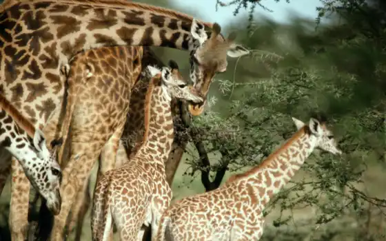 жирафы, жираф, маленькие, 