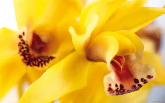 орхидея, орхидеи, желтая, цветы, 