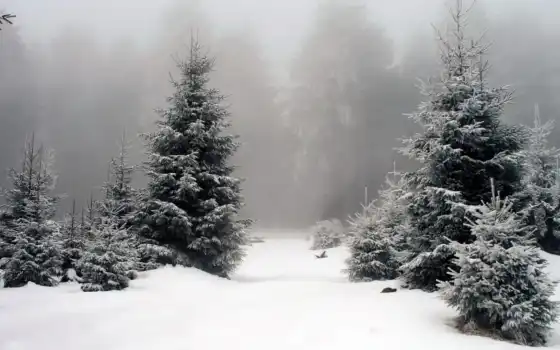 снег, зиму, фору, перроду, лес, пейзаж, фотошоп, лизание, крышка
