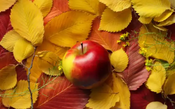 осень, яблоко
