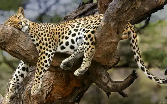 дерево, леопард, спать
