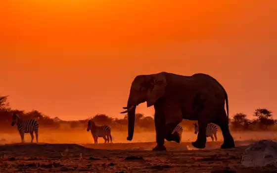 слон, животное, живые, тото, Ботсвана, закат, зебра, арика, королевская семья, логово