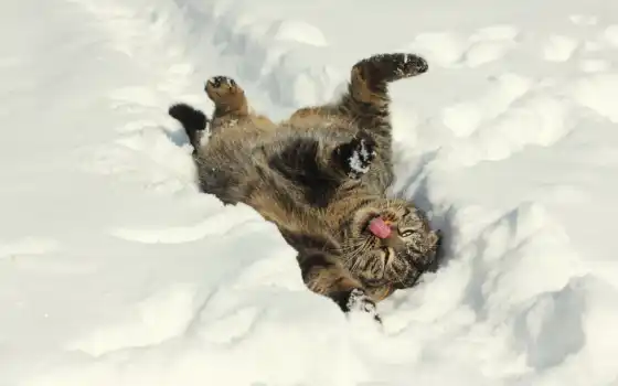 настроение, кошка, снег, зима, 