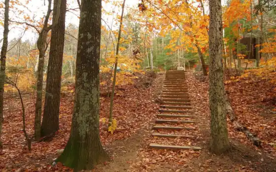 осень, деревья, лестница, resimleri, лес, www, картинка, super, fall, background, hight, manzara, радует, quality, 