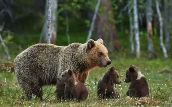 молодые, мама, ее, бурные, медведи, детеныши, прочее, медведь,