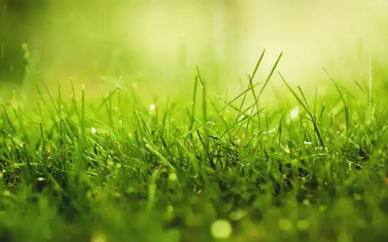 трава, капли, роса, макро, зелёный, природа, дождь, картинка, water, 