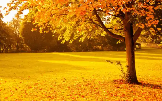 природа, осень, деревья, парк, листва, картинка, 