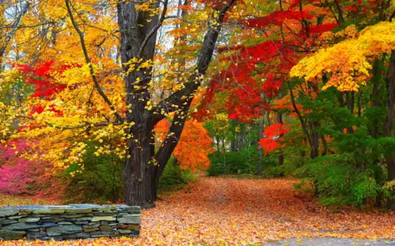 осень, красочные, деревья, парк, ливан,