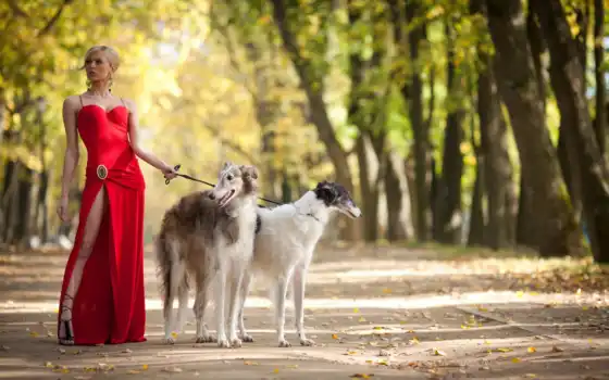 красном, девушка, платье, двумя, собаками, борзыми, 