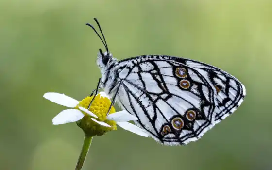 animale, бабочка, насекомое, цветы, лепесток, white, insecto, mac