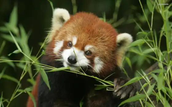 панда, есть, красное, имя, бамбук, охота, животное, медведь, взгляд