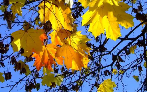 осень, золотая, листья, клен, 