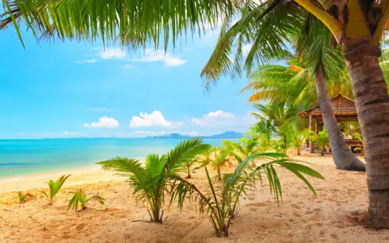 пальмы, пляж, природа, море, песок, тропики, 