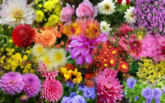 утро, цветы, хорошего, дня, доброе, доброго, красивые, часть, 