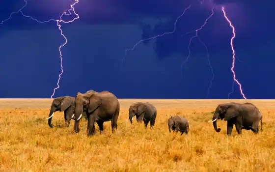 слон, слон, фото, iphone, животное, бесплатно, картинки, мобильные, настольные, слоны, акроба, молние, короче,