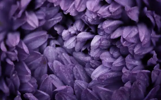 purple, flowers, цветы, drops, water, petals, макро, desktop, 