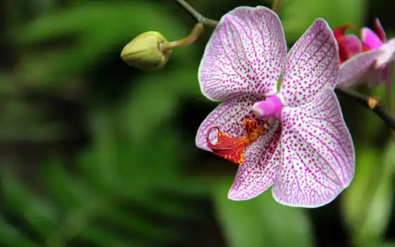 орхидея, цветные, лепестки, орхие, ароматические, экзотические, ароматные,