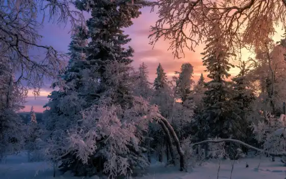 пейзаж, зима, лес, елка, солнышко, fore, june