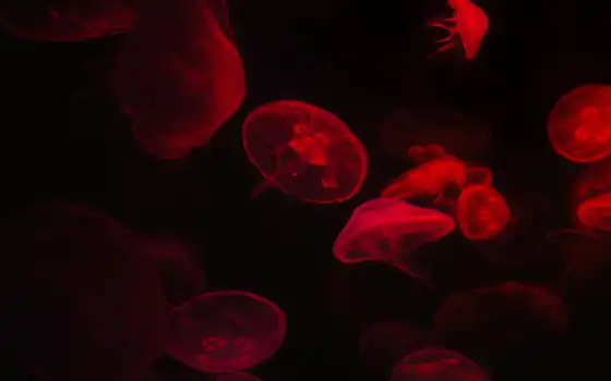 медузы, красный, подводный, мир, эстетика, мирооо, темно-синий