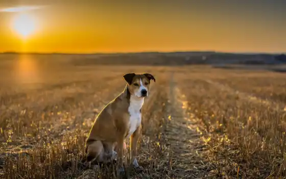 поле, собака, закат, взгляд