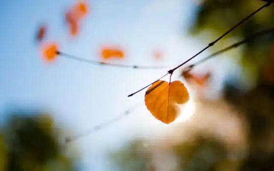 макро, свет, осень, блики, лист, ветки, 