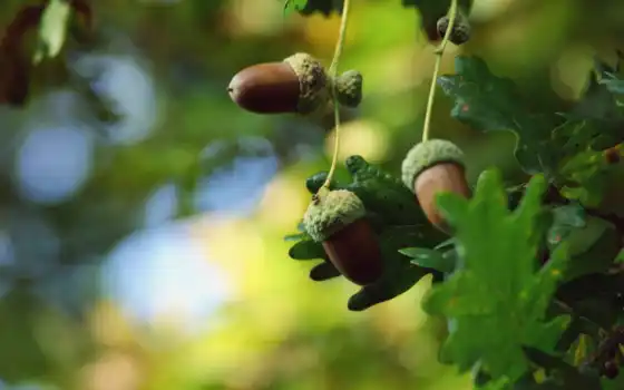 acorns, 