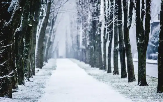зима, кроха, деревья, парк, снег, разрешение,
