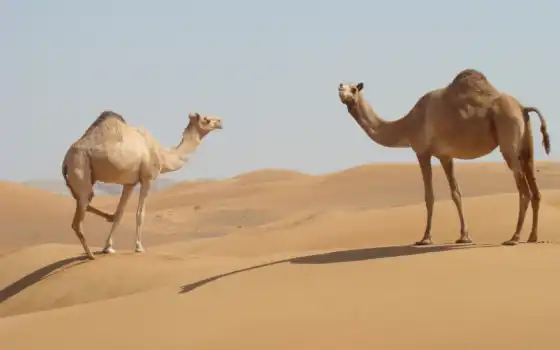 животных, верблюдов, пустыня, песок, настольных, верблюдов, высоких,