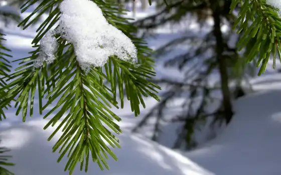 снег, обои, зима, ветка, иголки, хвоя, макро, елка