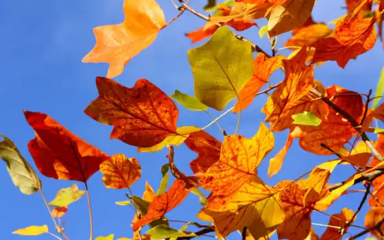 листья, осень, небо, дерево, ветки, желтые, ветви, осенние, разноцветные, 