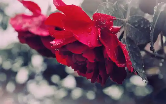 roses, red, роза, дождь, цветы, full, 