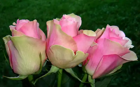 розы, цветы, розовый, гладиолусы, 