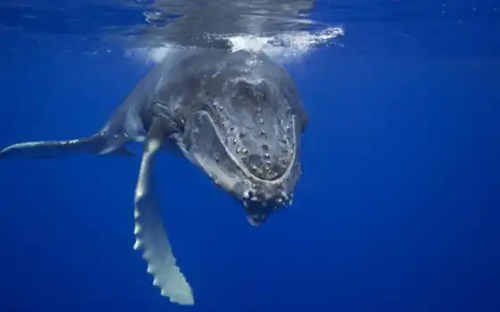 кит, humpback, море, zhivotnye, blue, кашалот, waters, 