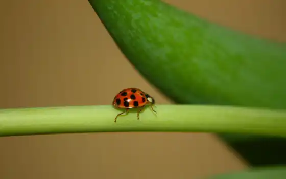 ladybugs, seven, 