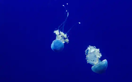 ,jellyfish