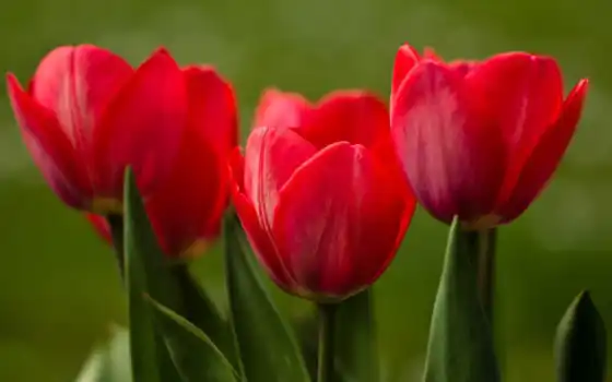 тюльпаны, красные, тюльпаны, цветы, тюльпаны, pinterest,