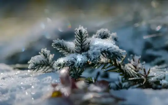 снег, winter, склон, boreal, лес, shine, fir, branch, kartinika