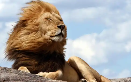 обои на рабочий стол, красивые картинки, картинки для ipad, обои для android