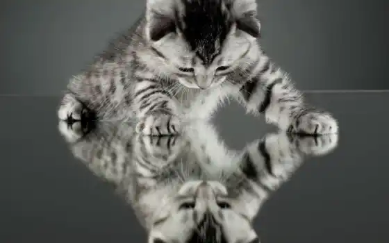 зеркало, кот, кошки, котенок, отражение, 