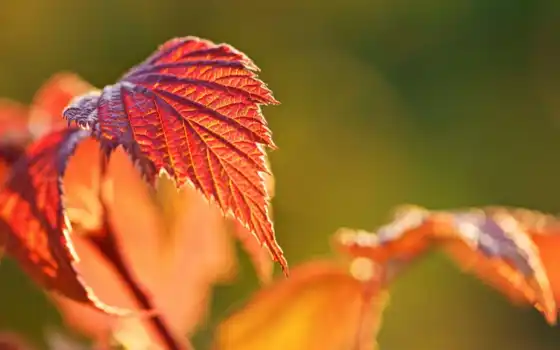 осень, широкоформатные, макро, листочек, leaf, размытие, новости, 