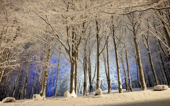 зима, лес, деревянный, настольный, дерево, белый, свет,