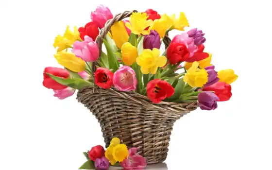мартха, тюльпаны, черви, веселые, униформы, депутаты, 8 марта,